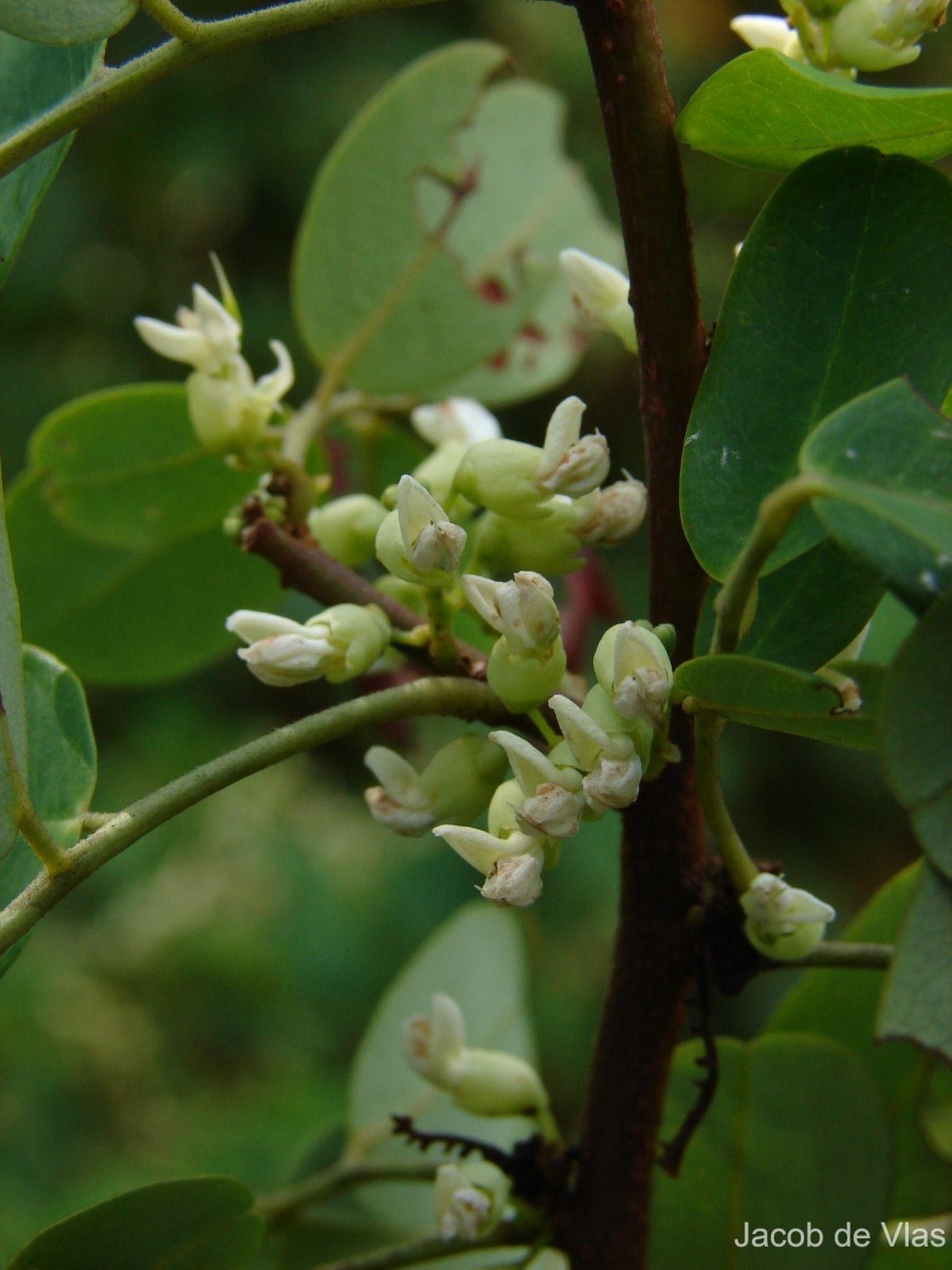 Dalbergia candenatensis